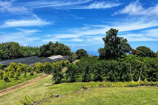 Small-Group Big Island Tour: Hawaii Volcanoes National Park and Kona Coffee Farm - Steam vents and Halema’uma’u Crater