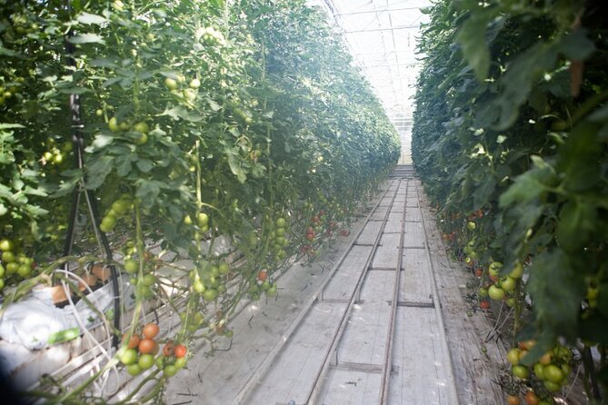 Small Group Golden Circle with Kerid Crater & Tomato Farm Visit - Is $115 a fair price?