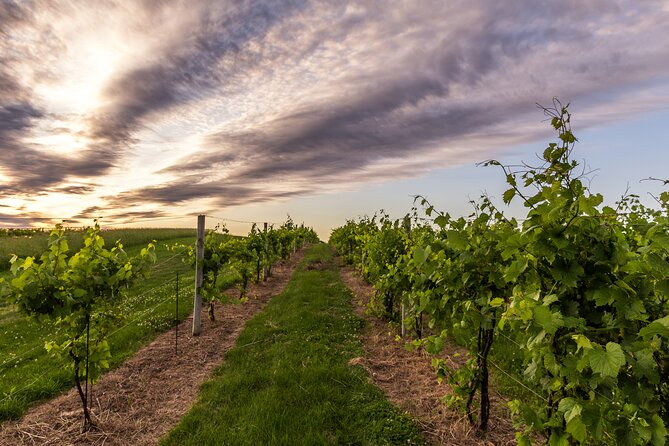 Small-Group Vineyard and Orchard Tour with Wine Tasting in Muscoda - Seeing the winemaking process behind the tasting