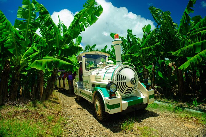 Small train tour of a banana farm in Martinique - Key points before you book
