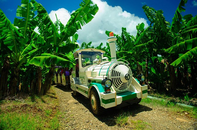 Small train tour of a banana farm in Martinique - The route through banana fields, fruit trees, and sugar cane
