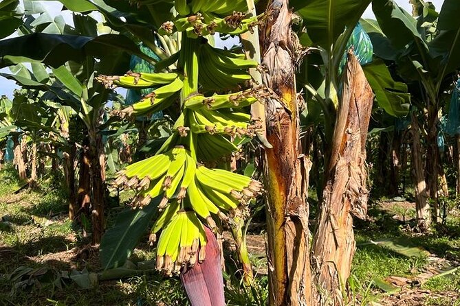 Small train tour of a banana farm in Martinique - Who will enjoy this farm visit most
