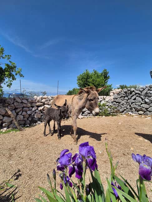 Šmrika (near Rijeka/Krk/Crikvenica) Donkey Farm Family Fun - A Small Farm Above Kvarner Bay