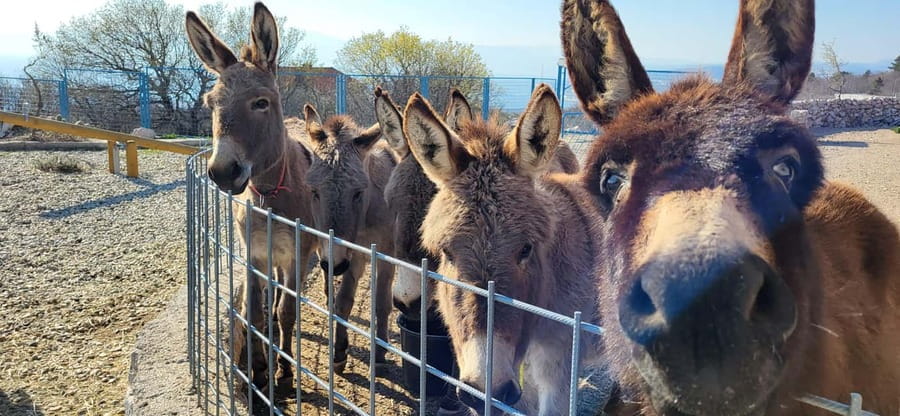 Šmrika (near Rijeka/Krk/Crikvenica) Donkey Farm Family Fun - Marco and the Language Options