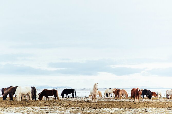 Snæfellsnes in Spanish with lunch on a farm Minibus - Arnarstapi to Hellnar: a short coastal walk