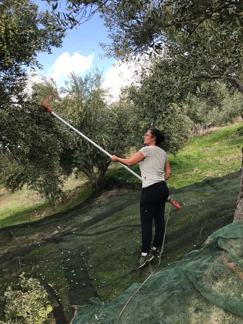 Snail and olive farm tour with table olives & homemade sweet - The farm hut and homemade sweet