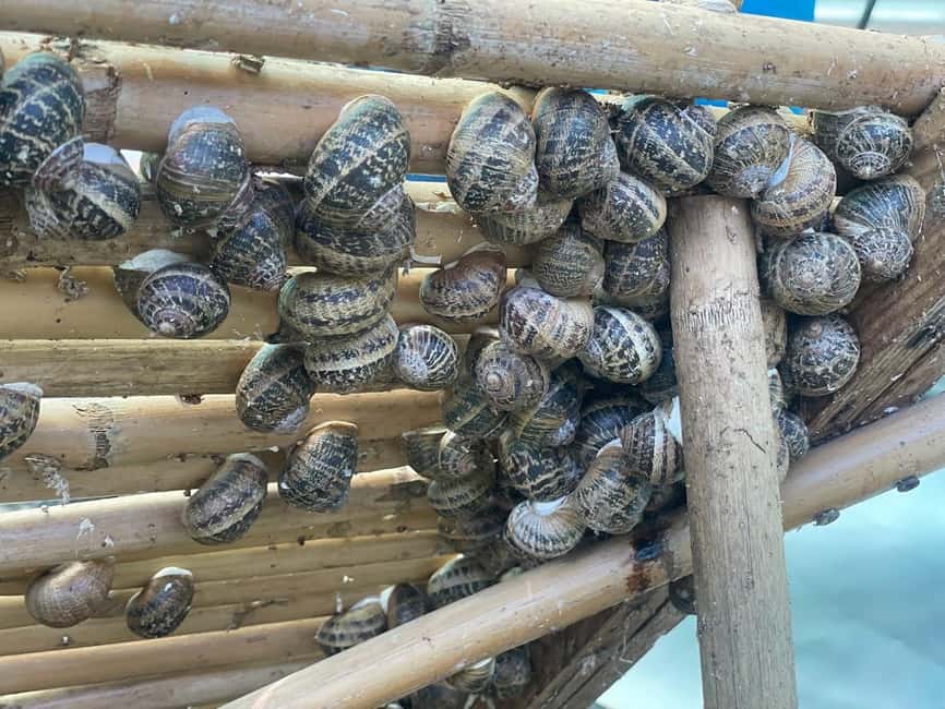 Snail and olive farm tour with table olives & homemade sweet - The snail greenhouse: a cool, unusual first stop