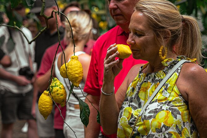 Sorrento Ape Tour, Lemon Garden, Mozzarella Show & Pizza Class - Schiazzano’s lemon groves and Sorrento PGI citrus