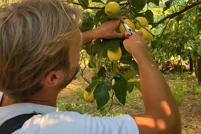 Sorrento: Authentic Lemon Experience at a Farm with Tastings - Walking among the lemon and orange trees