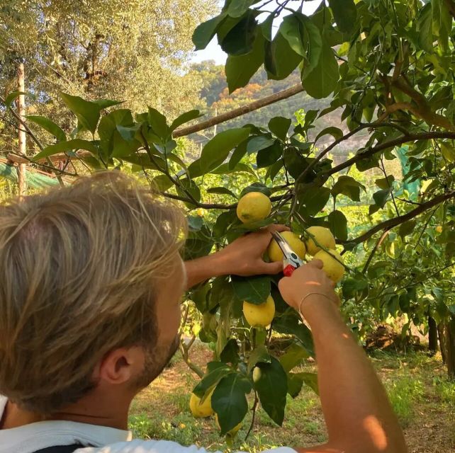 Sorrento: Authentic Lemon Experience in a Farm with Tastings - Arriving at Aranceto Storico in Piano di Sorrento