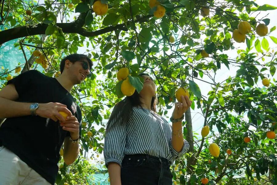 Sorrento: Authentic Lemon Experience in a Farm with Tastings - Who will enjoy this experience most