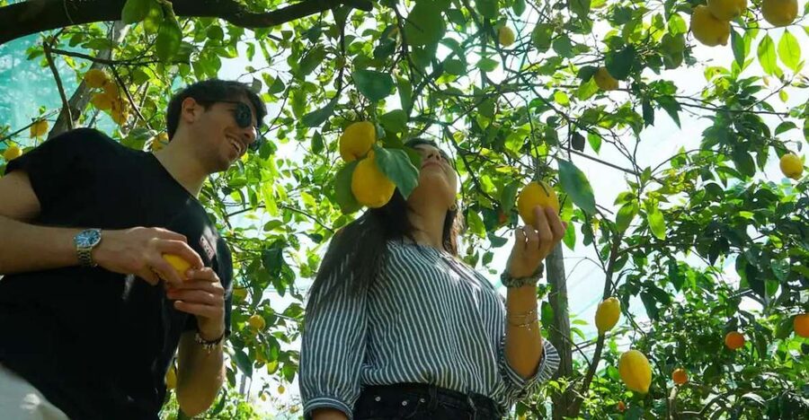 Sorrento: Authentic Lemon Experience in a Farm with Tastings - Walking through the lemon grove