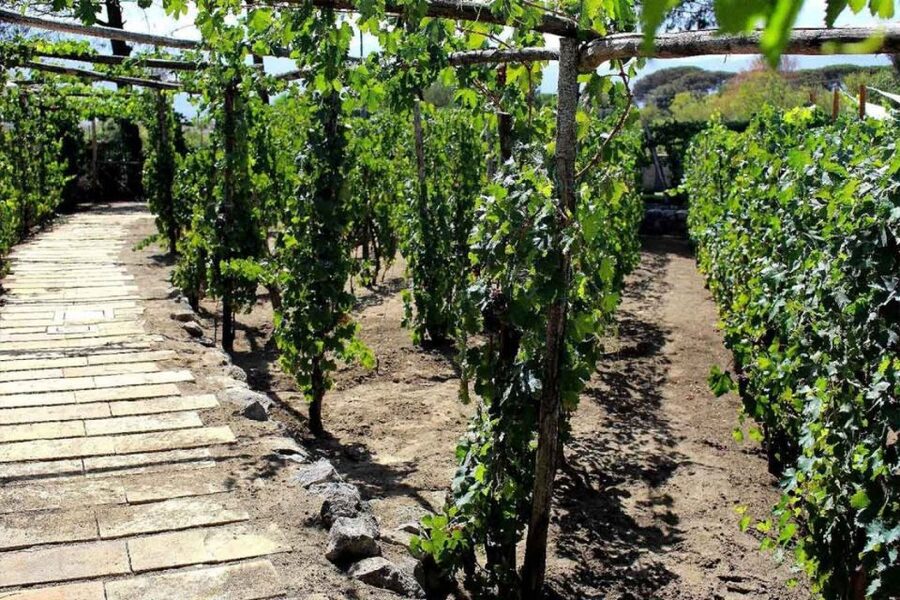 Sorrento: Family Farm Experience with Lunch - Sitting down to a traditional Italian lunch