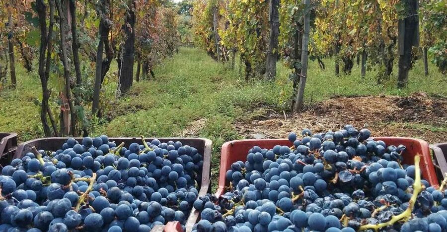 Sorrento: Family Farm Experience with Lunch - Walking through Sorrento’s lemon groves