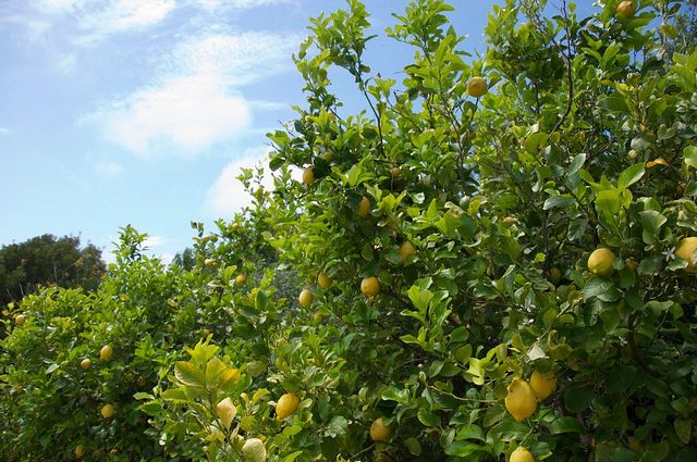 Sorrento farm by tuk tuk: pizza,limocello and cheese tasting - The cheese factory and Benedetto’s demonstrations
