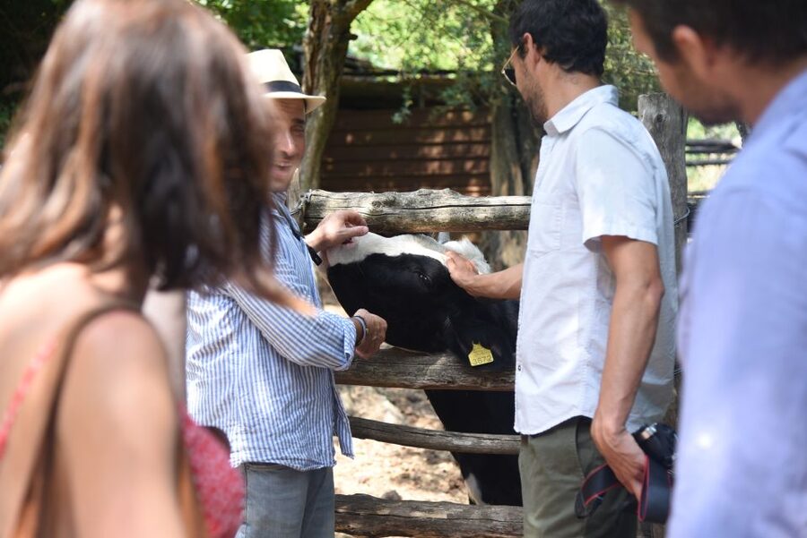 Sorrento: Farm Tour with Cheese Tasting & Pizza Making Class - Family-friendly, social, and occasionally lively