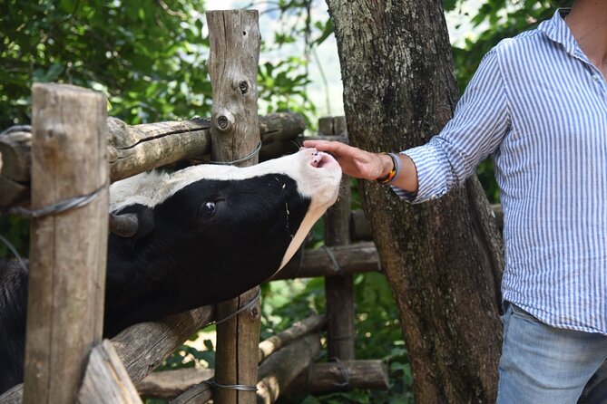 Sorrento Half-Day Farm Experience: Pizza, Cheese Making and Wine - Meeting the family behind the farm