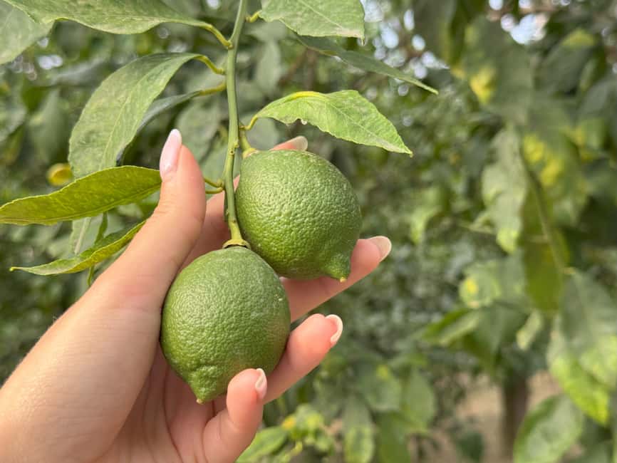 Sorrento: Lemon Tour & Farm Breakfast - What happens during the 90-minute visit