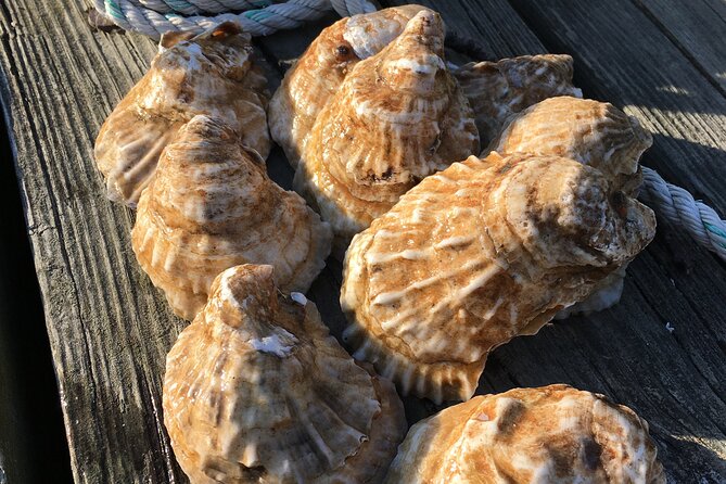 Southold Bay Oyster Farm Tour - Key points at a glance