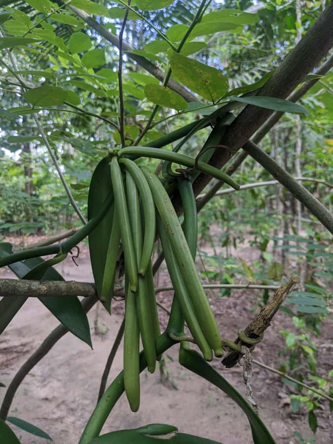 Spice Farm Bike Tour: Pedal Through Aromatic Adventures - Swahili Lunch and Coconut Water