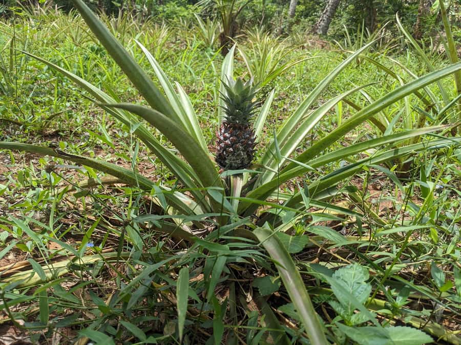 Spice Farm Bike Tour: Pedal Through Aromatic Adventures - The Guides Make the Difference