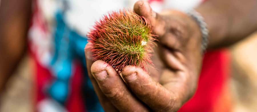 Spice Farm - spice up your life in Zanzibar - Why Zanzibar became known as the Spice Island