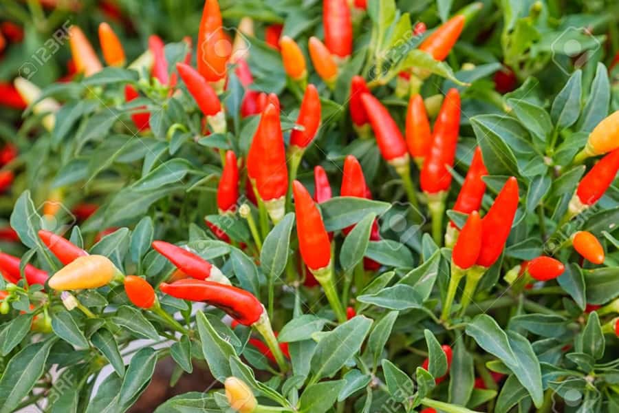 Spice Farm - spice up your life in Zanzibar - The fruit tasting is more than a sweet break