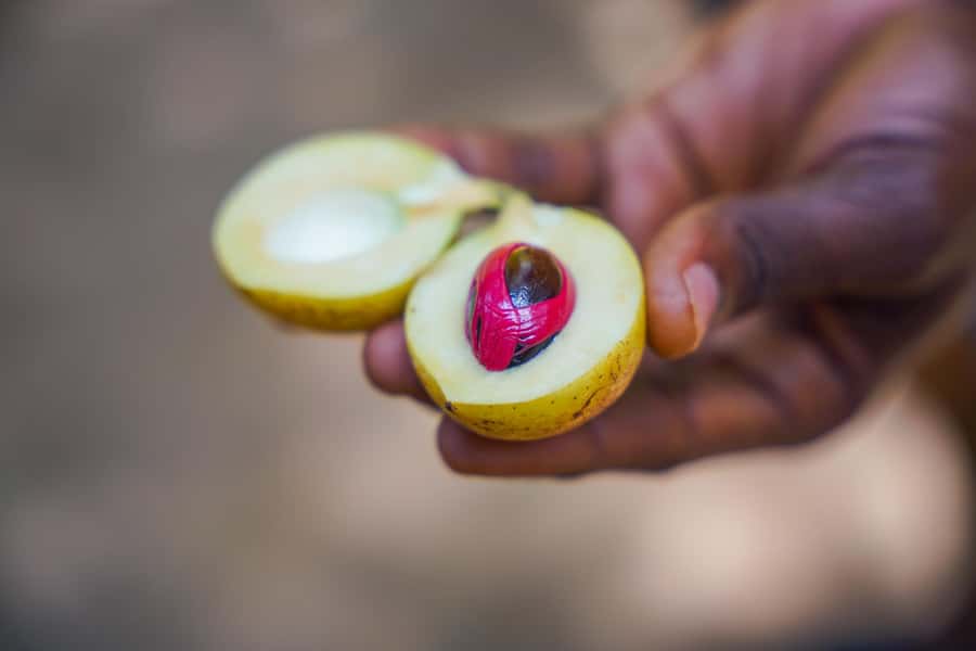 Spice Farm - spice up your life in Zanzibar - Walking through the plantations and villages