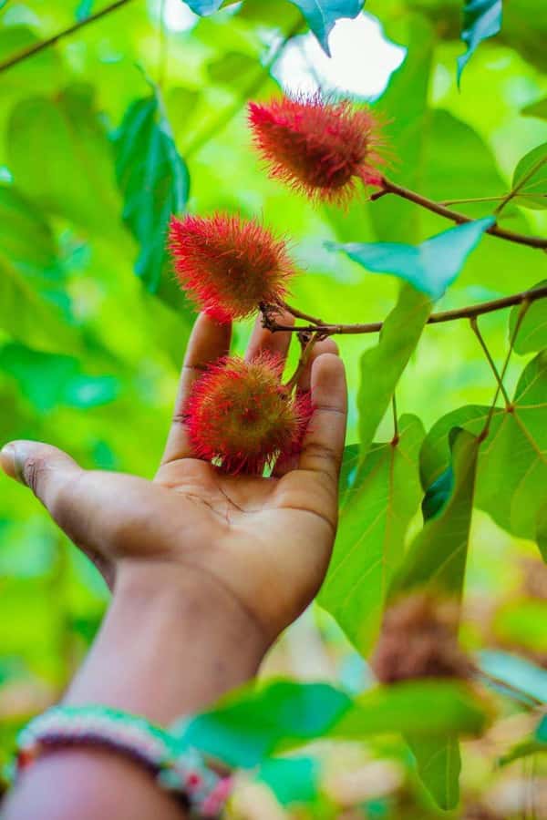 Spice farm,Stone town and Jozani forest tour with lunch - What to bring and what to expect