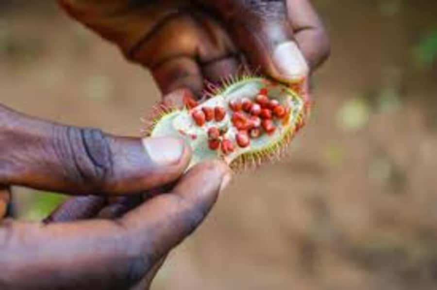 Spice farm,Stone town and Jozani forest tour with lunch - Who should book this outing?