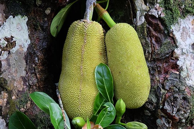 Spice Farm Tour -Half Day - Key Things to Know Before You Go