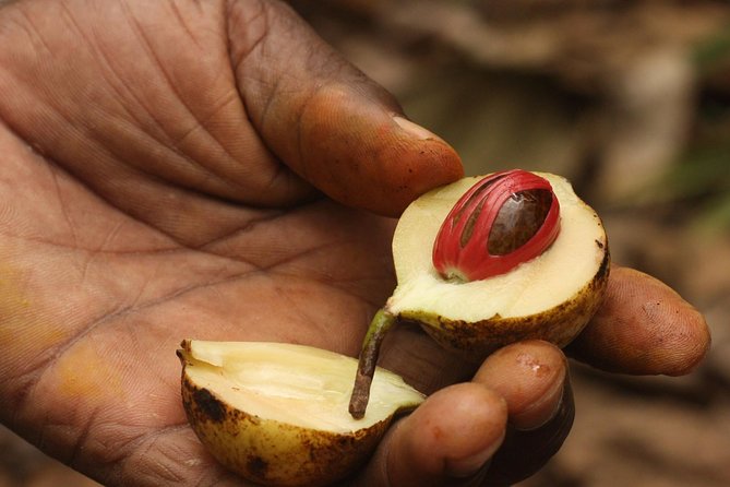 Spice Farm Tour -Half Day - Why Zanzibar’s Spice Farms Matter