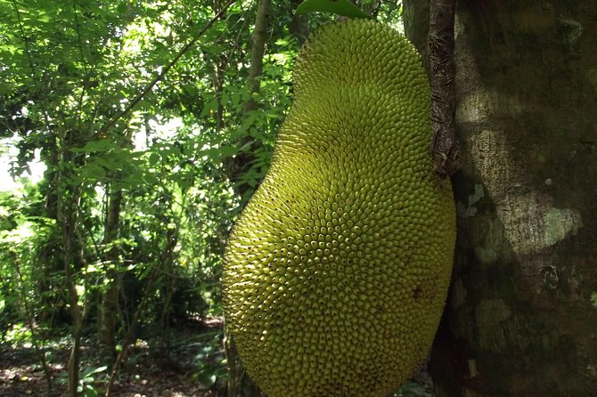Spice Farm Tour with Traditional Cooking Lesson - Practical details that matter