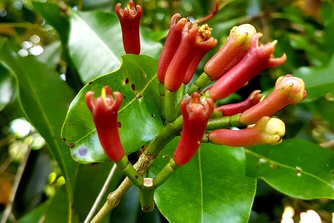 Spice Farm with Cooking Class + Lunch and Stone town (City tour) - Key Details Before You Book
