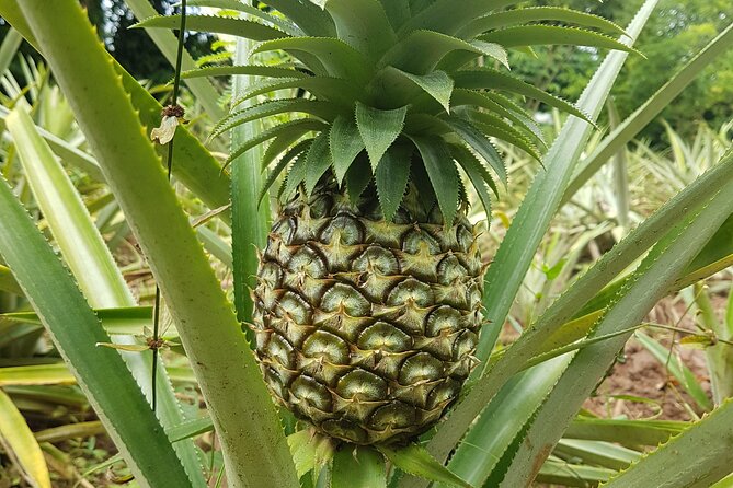 Spice Farm with Cooking Class + Lunch and Stone town (City tour) - Cooking Pilau, Ndizi Mbivu, and Mchuzi wa Pweza