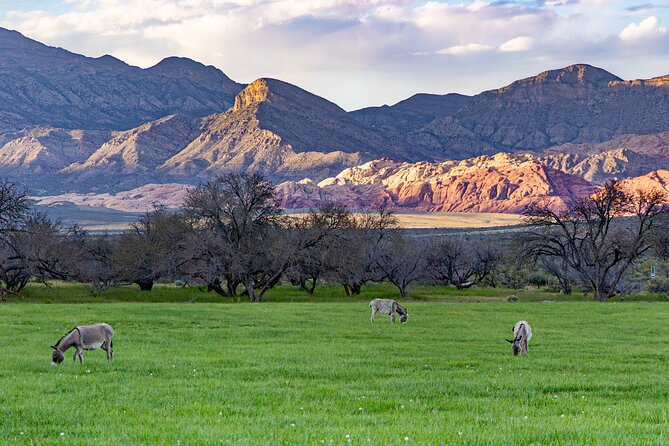 Spring Mountain Ranch Hike with Happy Hour Drinks - Who should book this experience?
