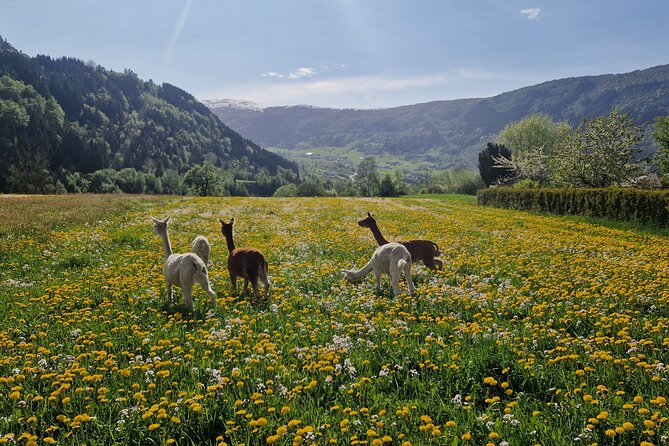 Steim Farm Experience in Vik, Norway - Key points at a glance