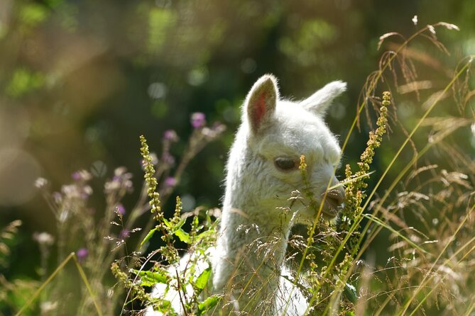 Steim Farm Experience in Vik, Norway - Why Steim Farm adds something different to Vik