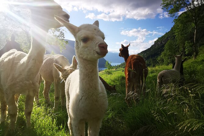 Steim Farm Experience in Vik, Norway - A glimpse of Vik’s old village and Hove Stone Church
