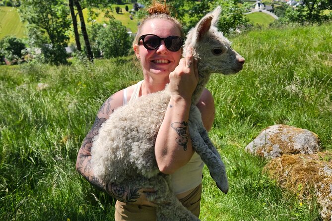 Steim Farm Experience in Vik, Norway - The optional orchard picnic
