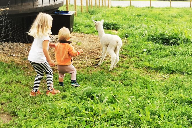 Steim Farm Experience in Vik, Norway - Guide style and the personal feel