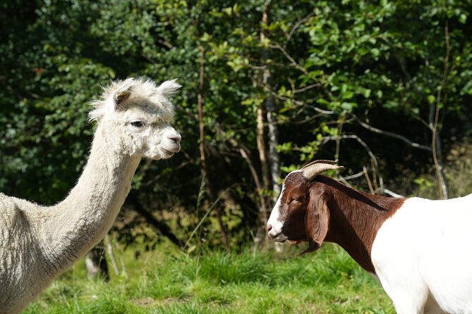 Steim Farm Experience in Vik, Norway - Walking the fields and garden