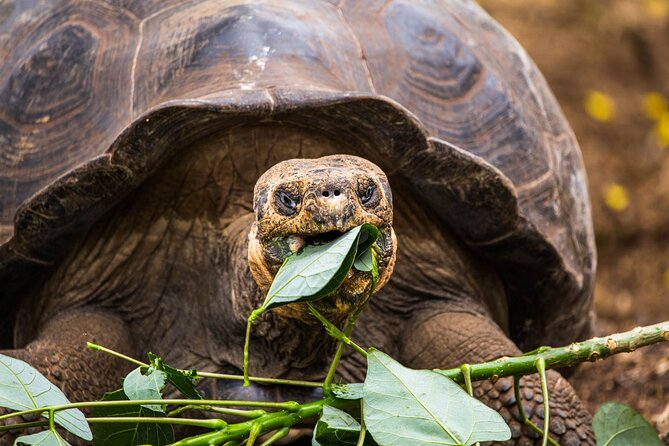 Stone City, Spice Farm and Prison Island Full Day Tour - Boat trip to Changuu Island and its tortoises