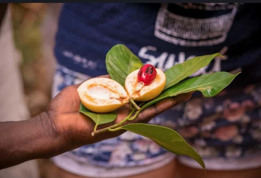 STONE TOWN AND SPICE FARM TOUR - The Guide and Languages