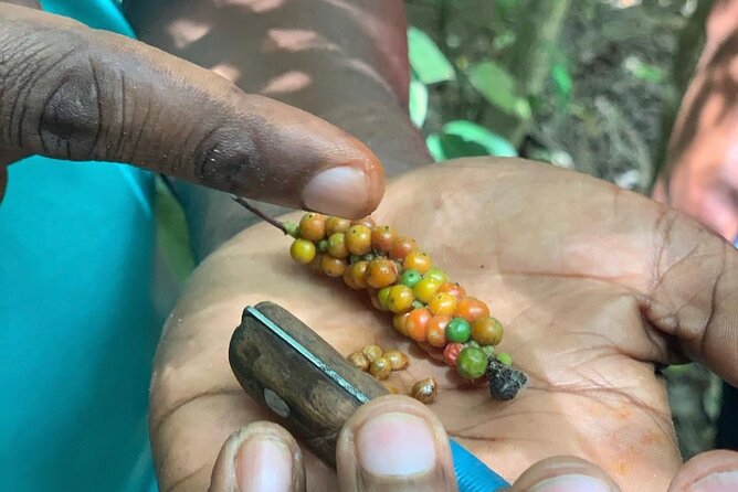 STONE TOWN and SPICE FARM TOUR ( Lunch Included ) - Who should book this experience?