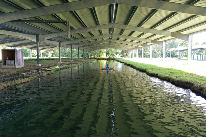 Sturgeon Fish-Farm Visit and Caviar Discovery Tasting in Neuvic - The tasting: three estate products and sparkling wine