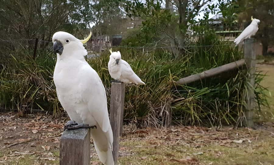 Sydney: Sea Cliff Bridge, Kiama Blowhole and Farmlands Tour - Wildlife watching without false promises
