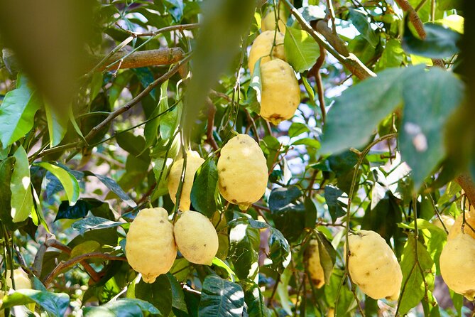 Tasting Limoncello, Oil and Typical Products in Farmhouse - Walking Among Sorrento Lemons and Olive Trees