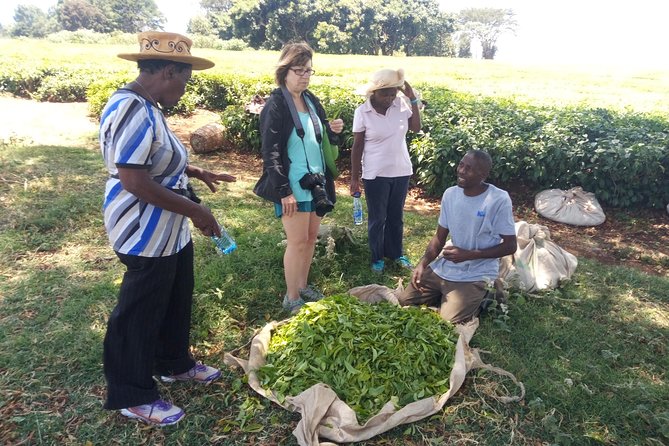 Tea Farm Experience at Riara Tea Farm And Factory Tour - Key points to know before you book