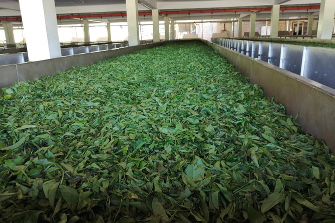 Tea Farm Experience at Riara Tea Farm And Factory Tour - From freshly picked leaf to finished tea